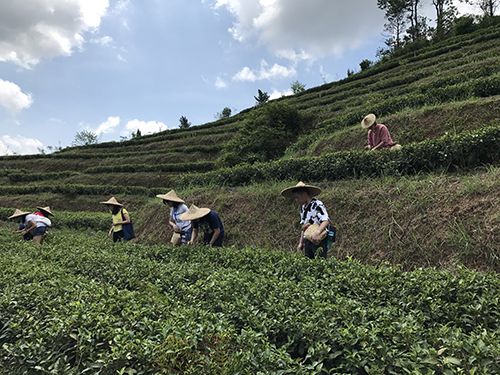 同學們親身體驗採茶及製茶